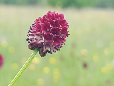 Sanguisorba officinalis, photographed by ahabo