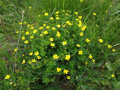Potentilla erecta, photographed by ahabo