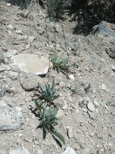 Penstemon pachyphyllus, photographed by Katie Kucera