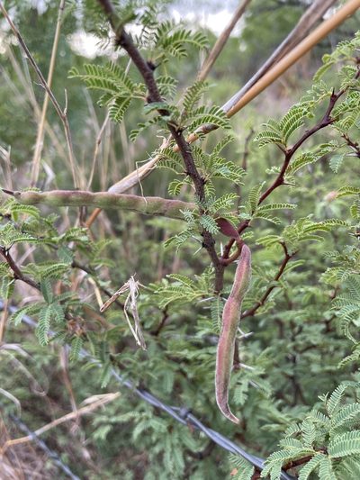 Vachellia bravoensis, photographed by Chet Burrier