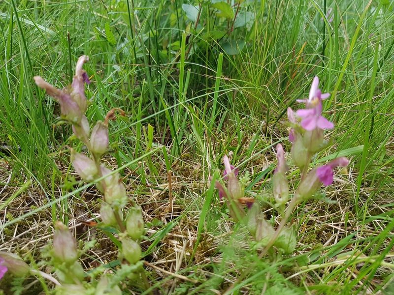Pedicularis sylvatica, photographed by ahabo