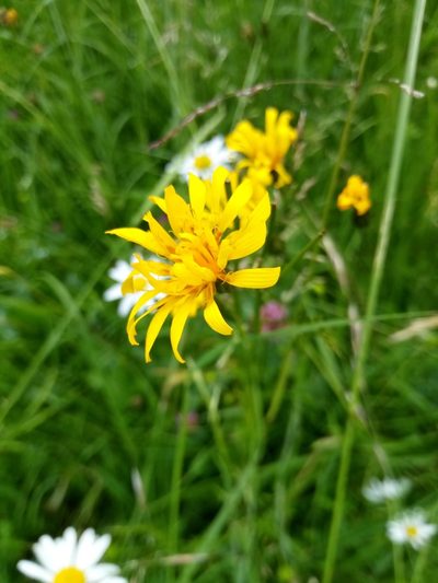 Crepis mollis, photographed by Vladimír Fuka