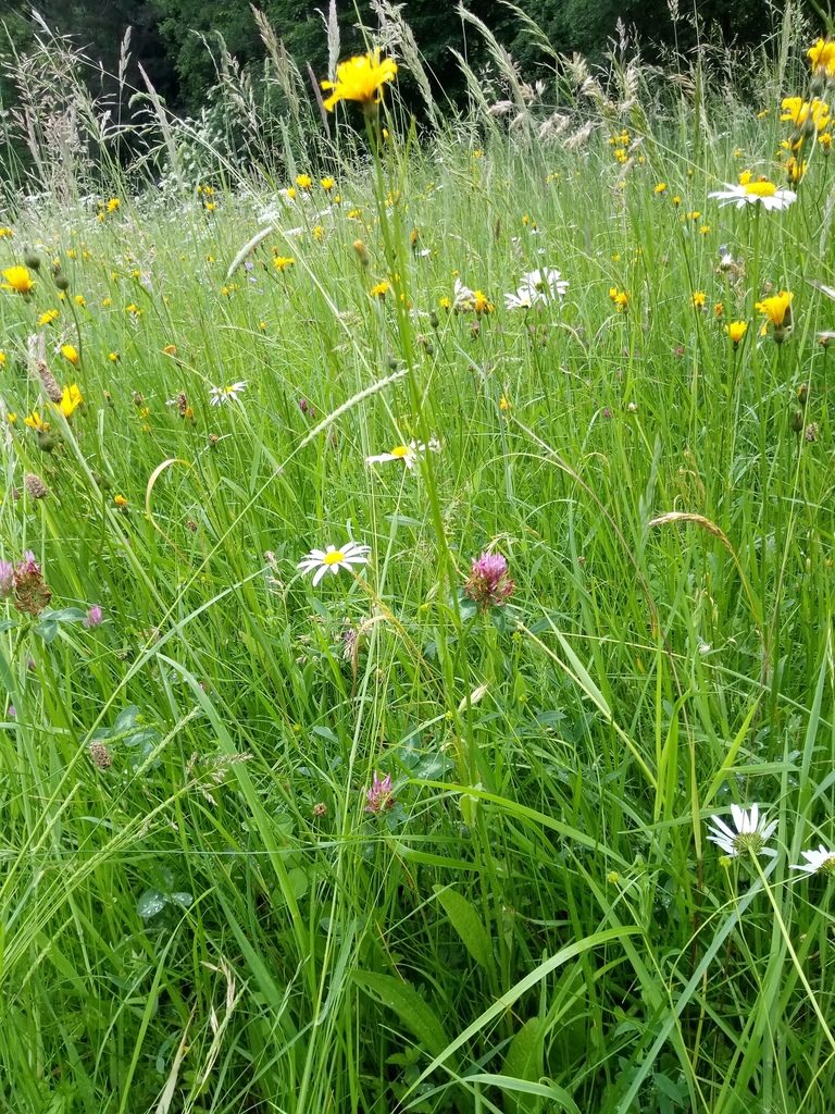 Crepis mollis, photographed by Vladimír Fuka