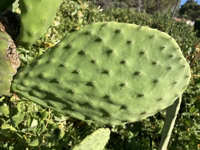 Opuntia ficus-indica, photographed by Marc Riera