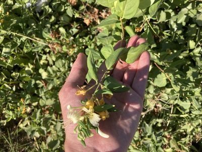 Lonicera japonica, photographed by Marc Riera