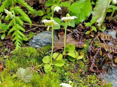 Moneses uniflora, photographed by Elias