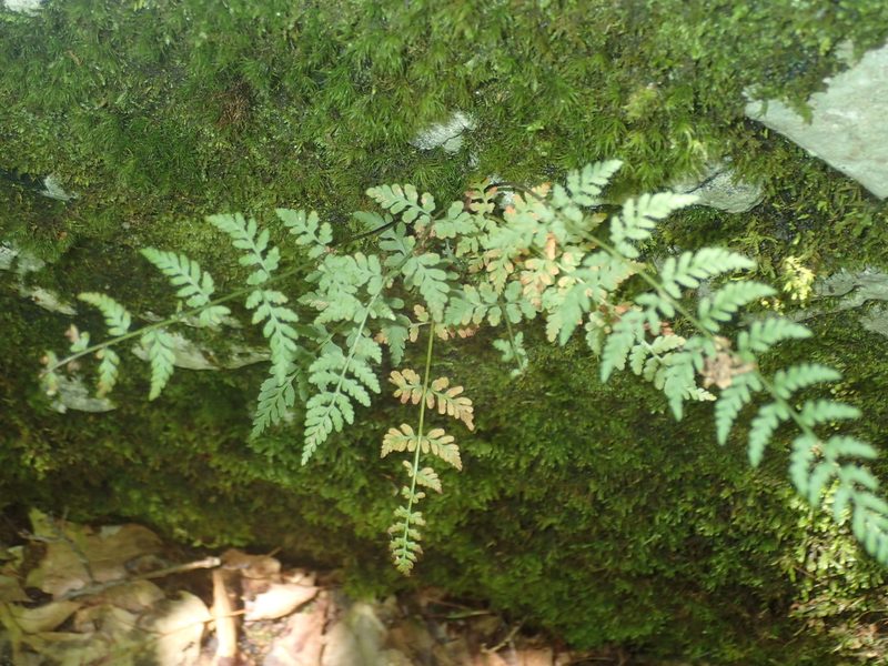 Cystopteris tenuis, photographed by John Baur
