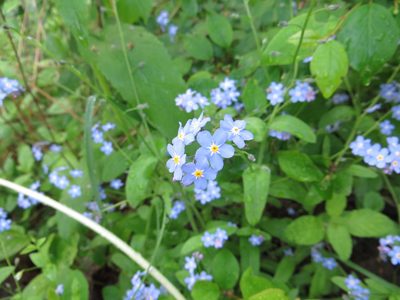 Myosotis sylvatica, photographed by Andrey Sdobnikov