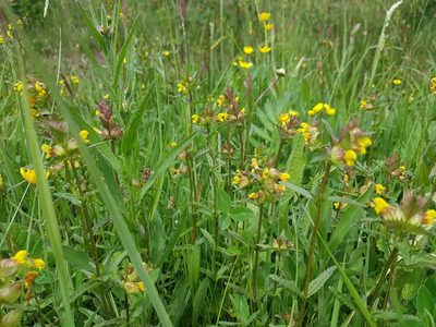 Rhinanthus minor, photographed by ahabo