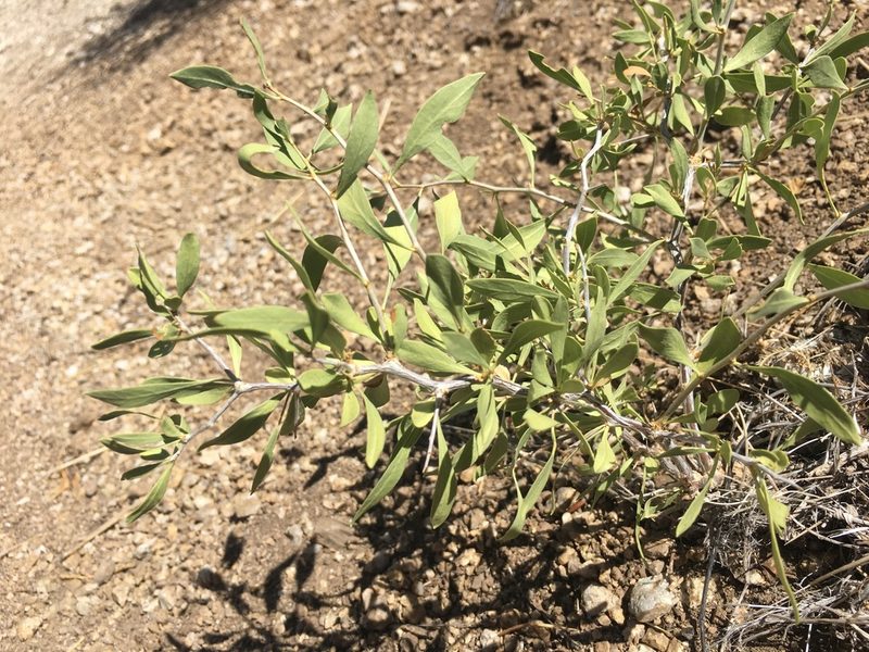 Lycium pallidum, photographed by Christopher