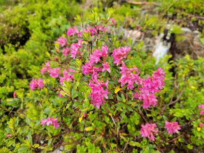 Rhododendron ferrugineum, photographed by Elias
