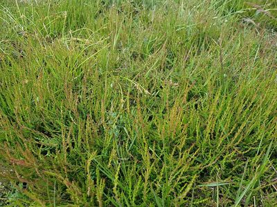 Calluna vulgaris, photographed by ahabo