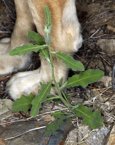 Halimolobos jaegeri, photographed by Steve Matson