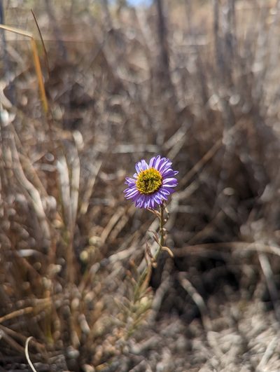 Erigeron blochmaniae, photographed by Nora Bales