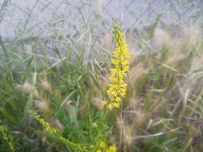 Melilotus officinalis, photographed by Michal Honskus