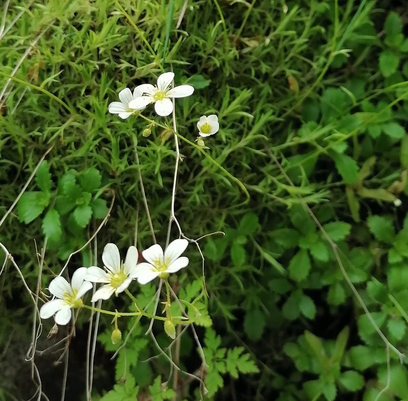Saxifraga hypnoides, photographed by Petr Harant