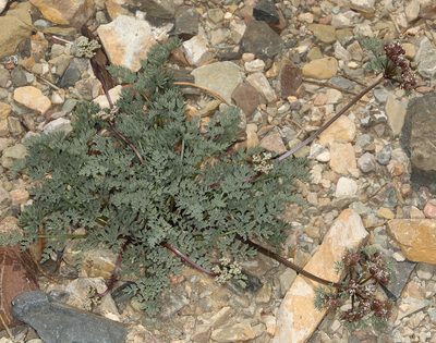 Cymopterus aboriginum, photographed by Steve Matson