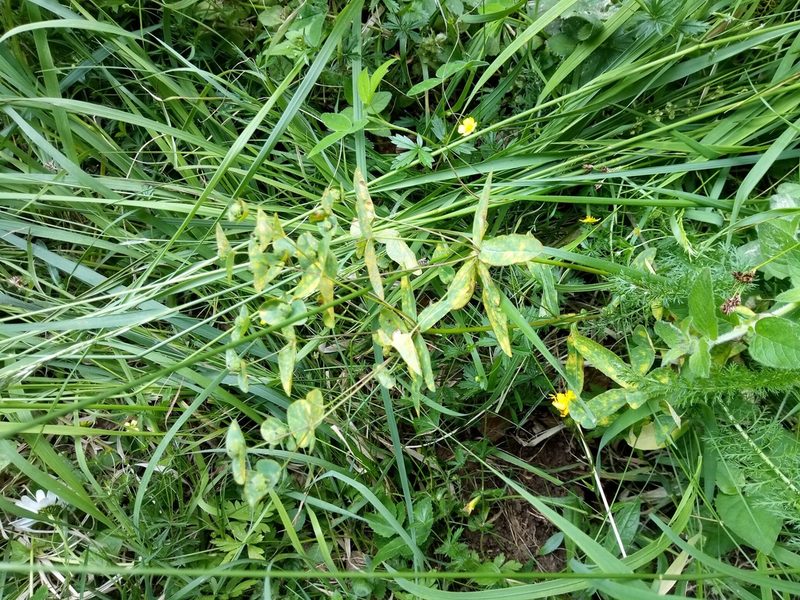 Euphorbia dulcis, photographed by Vladimír Fuka