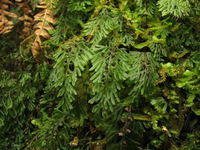 Hymenophyllum tunbrigense
