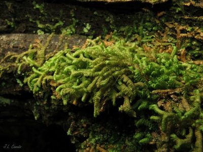 Bazzania trilobata, photographed by José Luis Camaño