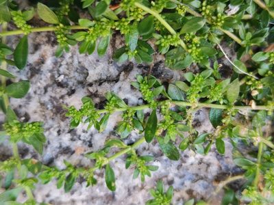 Herniaria glabra, photographed by Alexis Tinker-Tsavalas