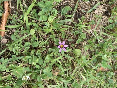 Sisyrinchium micranthum