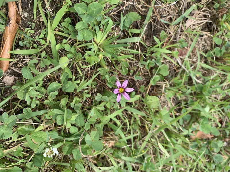 Sisyrinchium micranthum, photographed by 岸本年郎