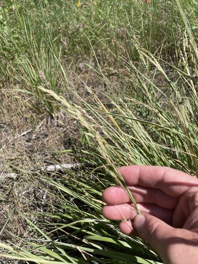 Festuca kingii, photographed by crothfels