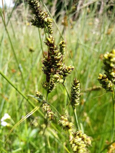 Carex hartmaniorum, photographed by Vladimír Fuka