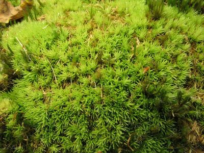 Leucobryum glaucum, photographed by José Luis Camaño