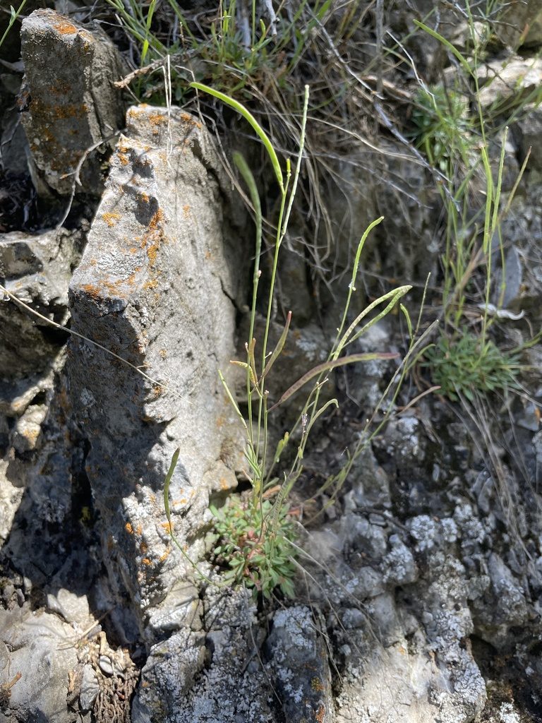 Boechera microphylla, photographed by crothfels
