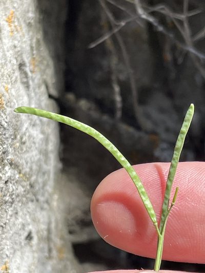 Boechera microphylla, photographed by crothfels