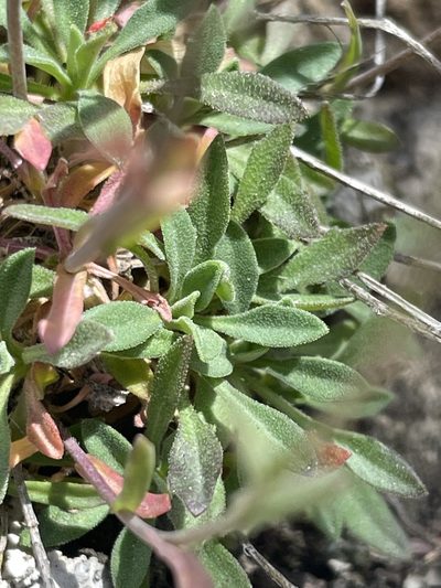 Boechera microphylla, photographed by crothfels