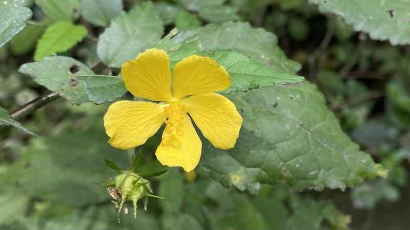 Pavonia sepium, photographed by Brendan Black