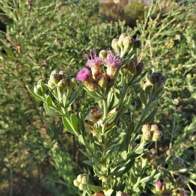 Pluchea sericea, photographed by Annika Lindqvist