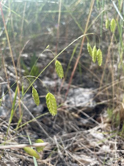 Bromus briziformis, photographed by crothfels