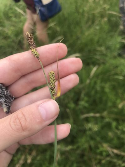 Carex hartmaniorum, photographed by Yuliana Leshchenko