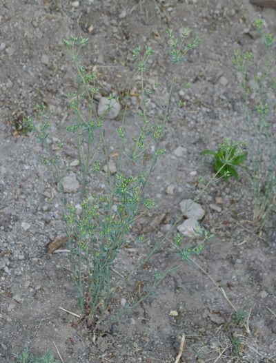 Euphorbia chamaesula, photographed by Wendy McCrady