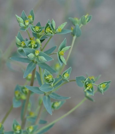 Euphorbia chamaesula, photographed by Wendy McCrady