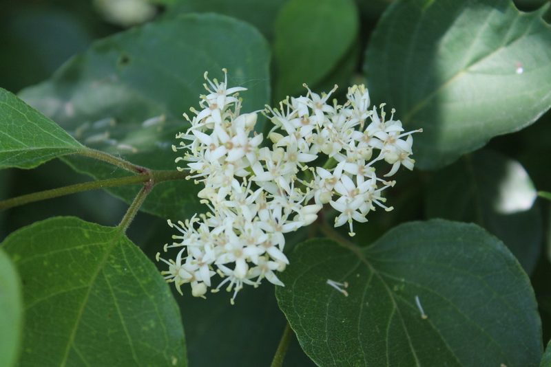 Cornus drummondii, photographed by Violet T.