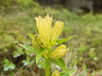 Gentiana punctata, photographed by Elias