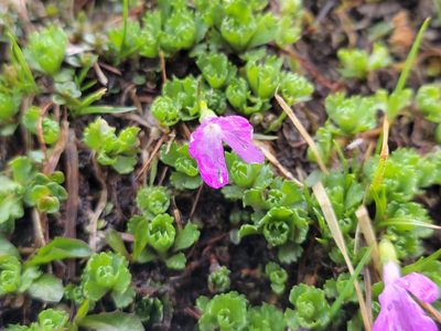 Primula minima, photographed by Elias