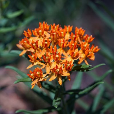 Asclepias tuberosa, photographed by Andrew Tree