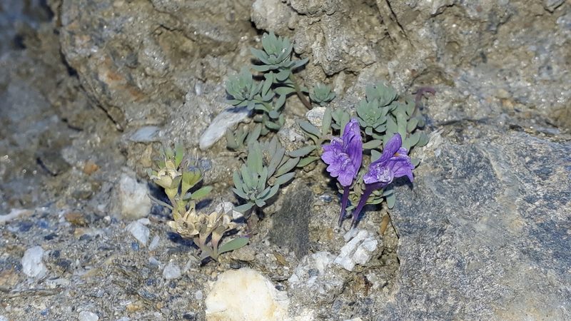 Linaria alpina, photographed by Alessia Guggisberg