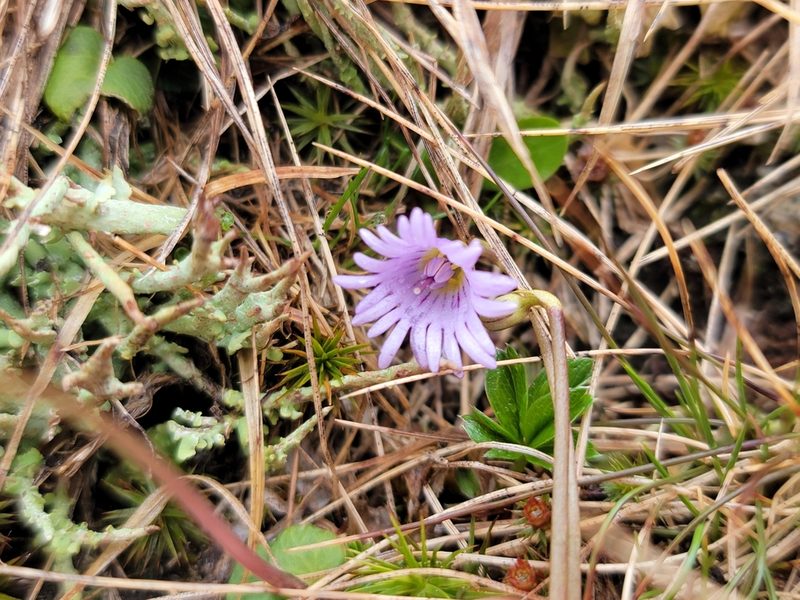 Soldanella pusilla, photographed by Elias