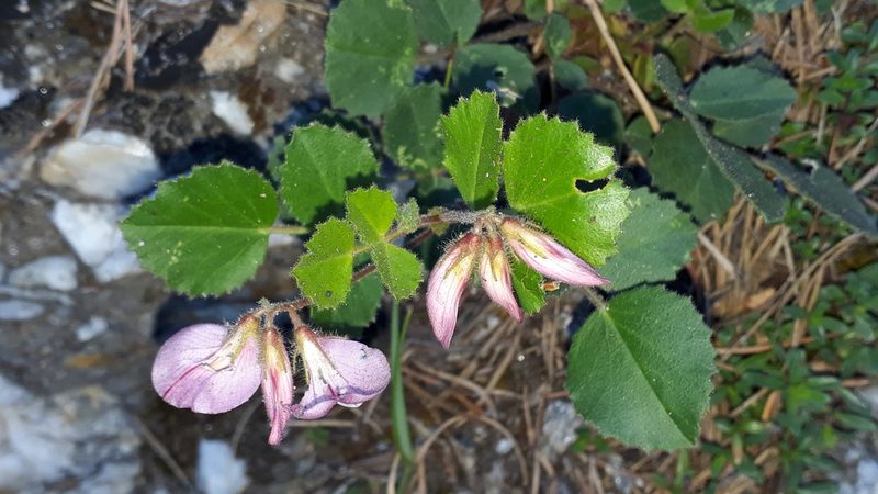 Ononis rotundifolia, photographed by Alessia Guggisberg