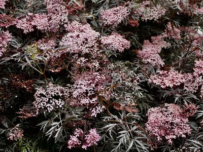 Sambucus nigra, photographed by Jonathan Prior