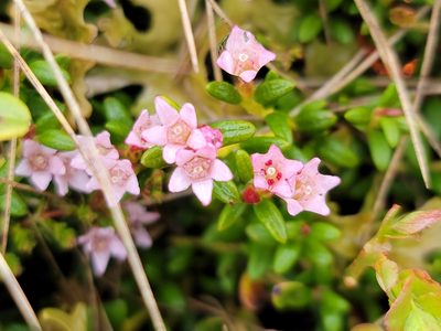Kalmia procumbens, photographed by Elias