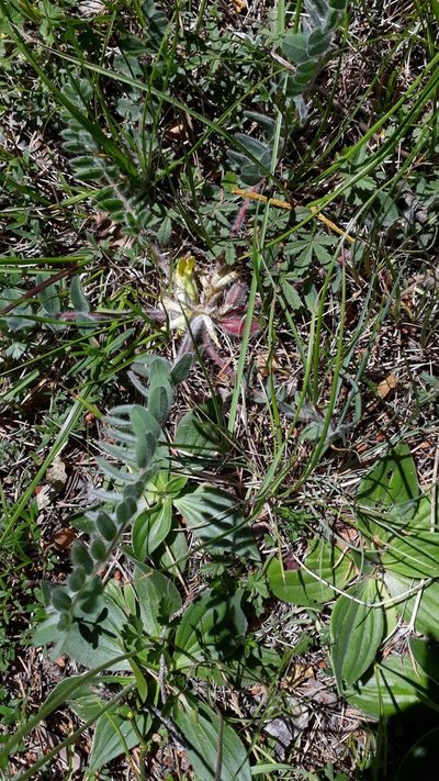 Astragalus exscapus, photographed by Alessia Guggisberg