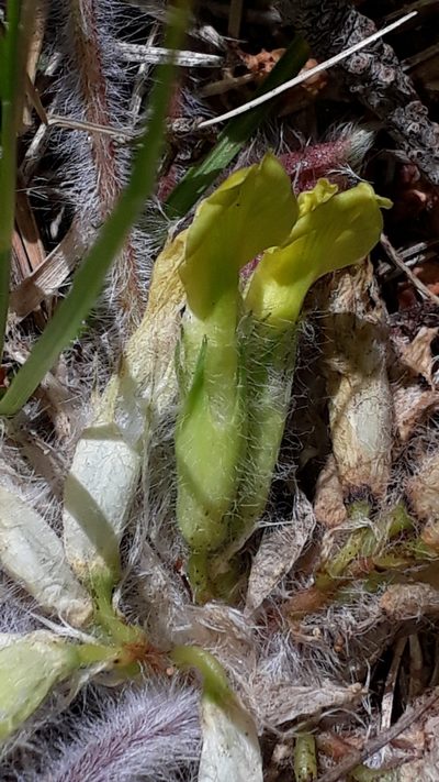 Astragalus exscapus, photographed by Alessia Guggisberg